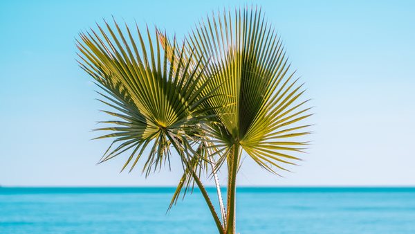 åk på språkresa till spanien med internationella skolorna