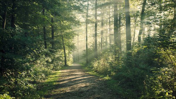 Skog utanför Hamburg, Tyskland. 