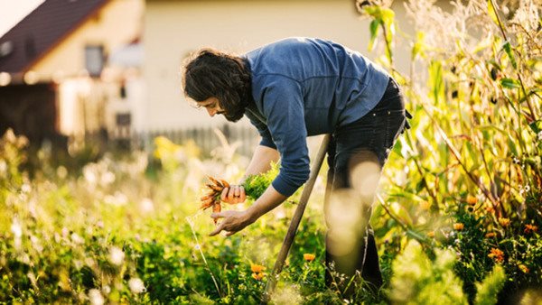 An urban farmer is harvesting a small plot of organic carrots by hand in the afternoon sun.