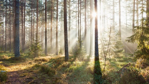 Höstbild i skogen