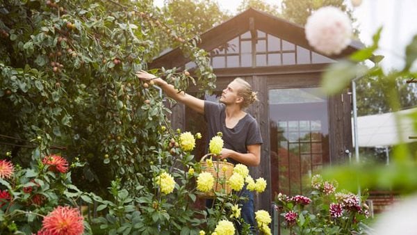 En vacker trädgård som gestaltar kurser i trädgårdsskötsel